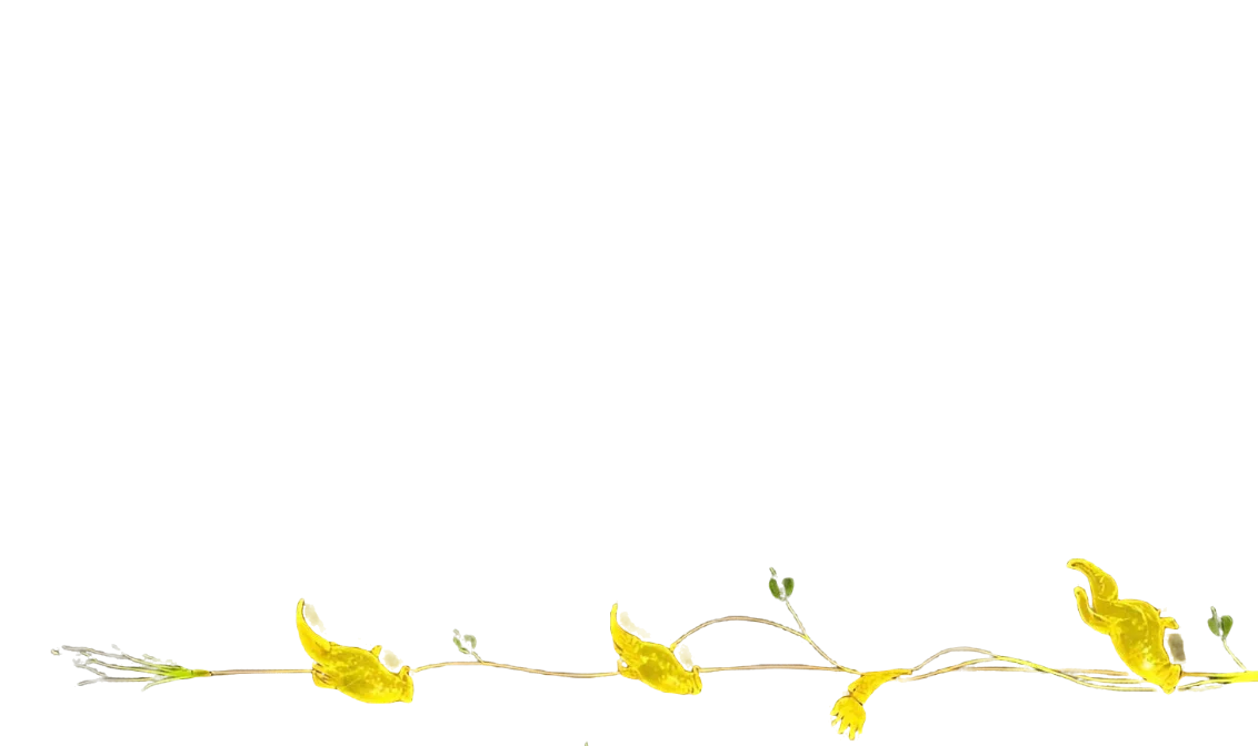 Farm Natura Logo